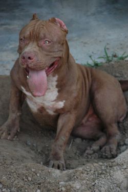 Photo of the dog