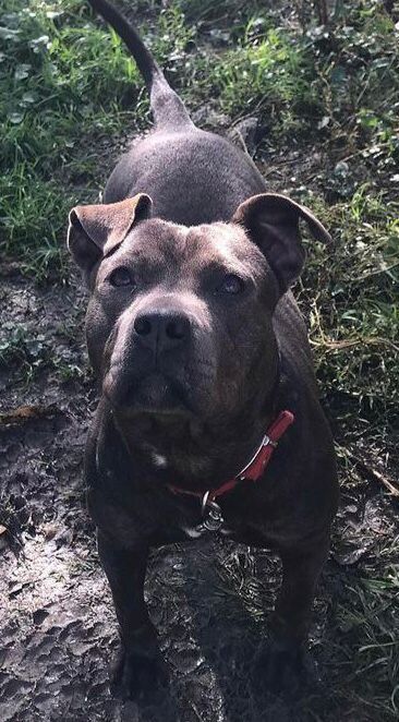 Photo of the dog