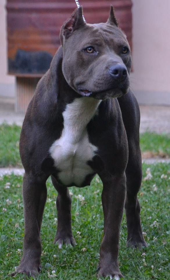 Photo of the dog