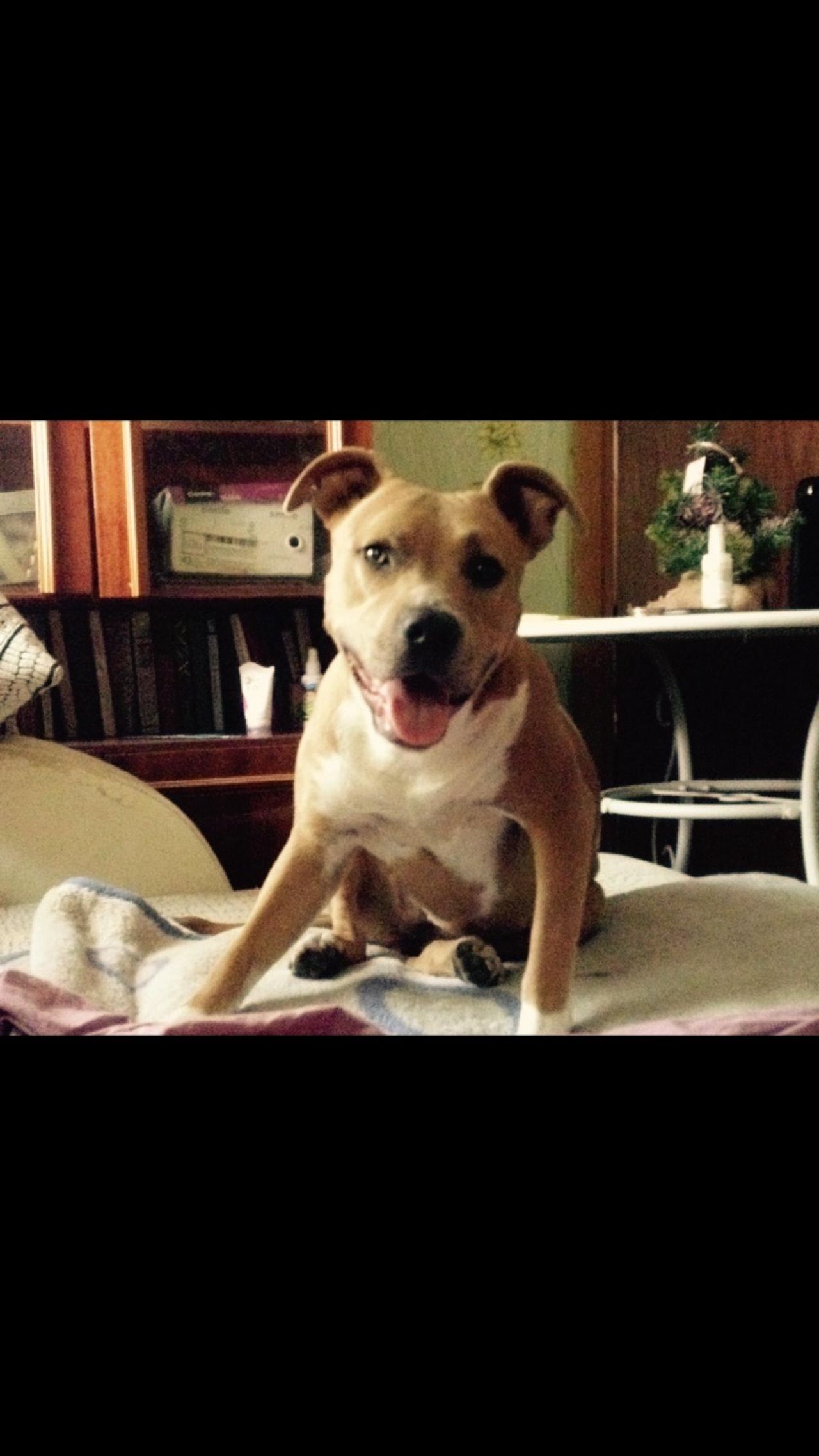 Photo of the dog