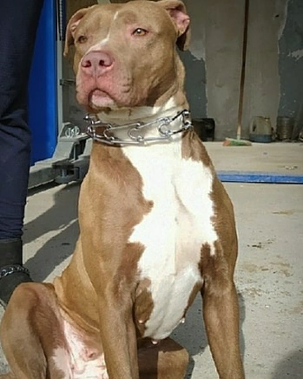 Photo of the dog