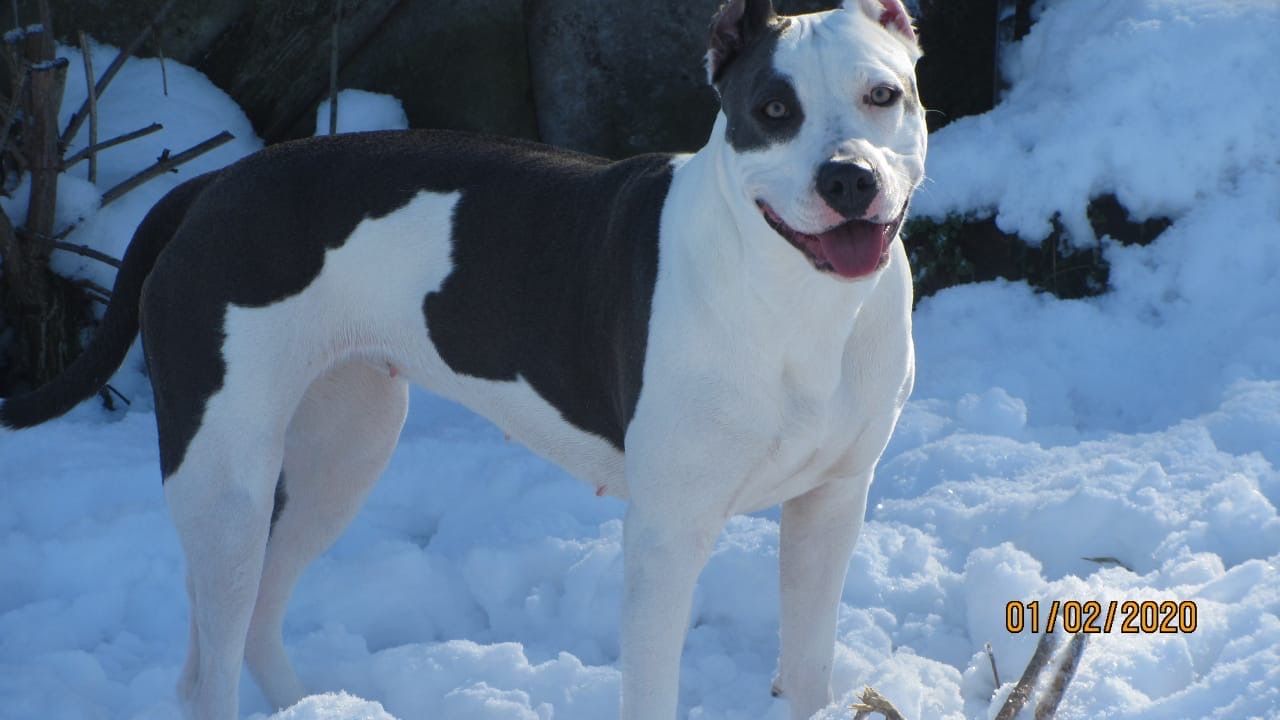 Photo of the dog