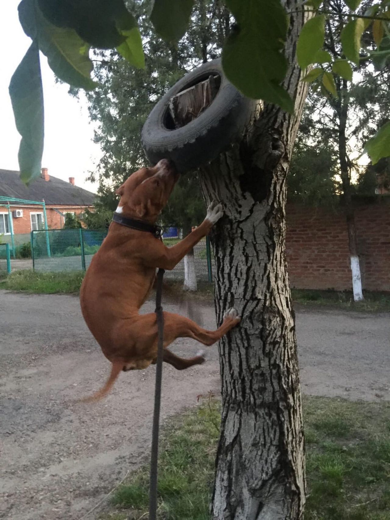 Photo of the dog