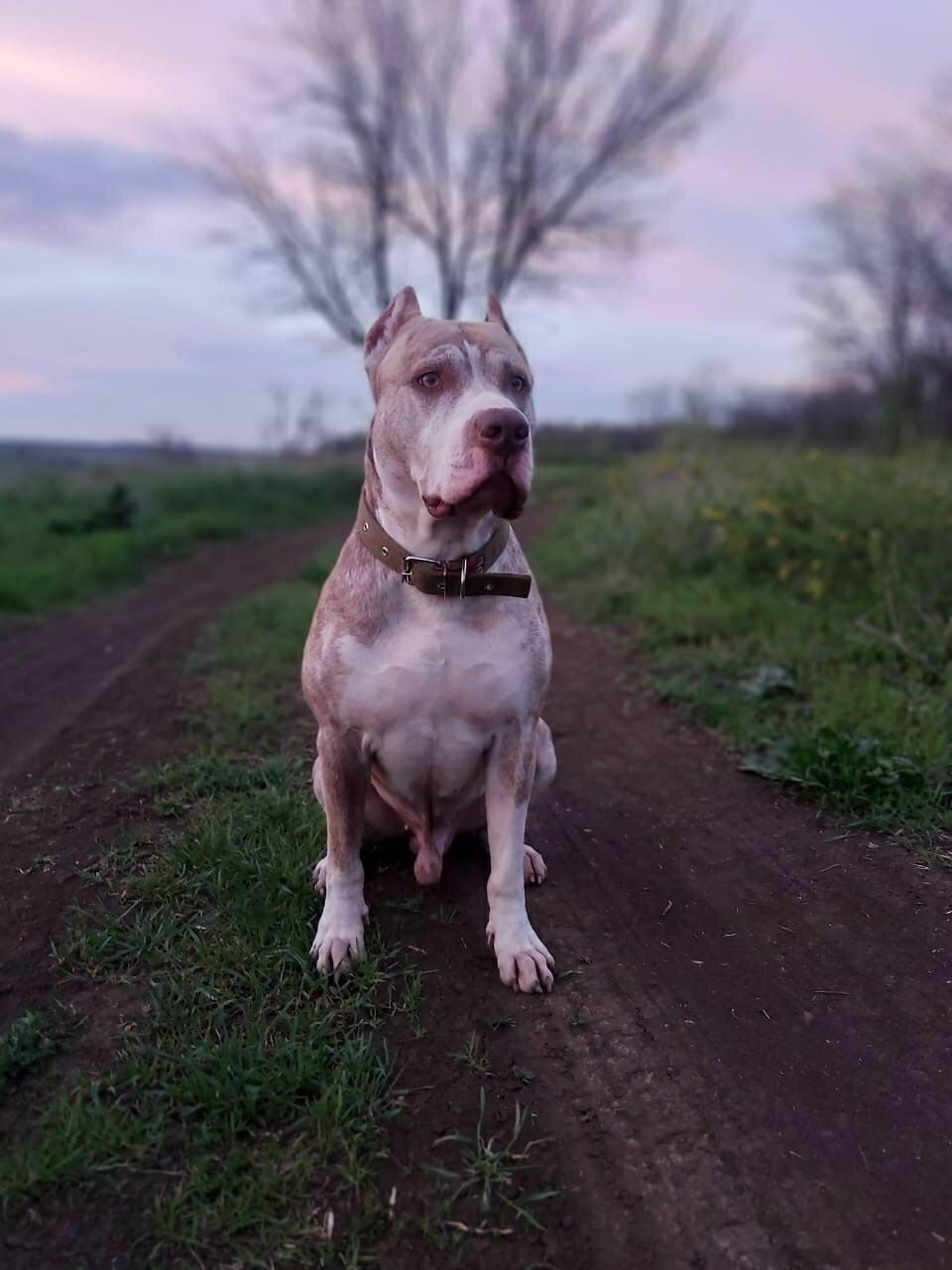 Photo of the dog