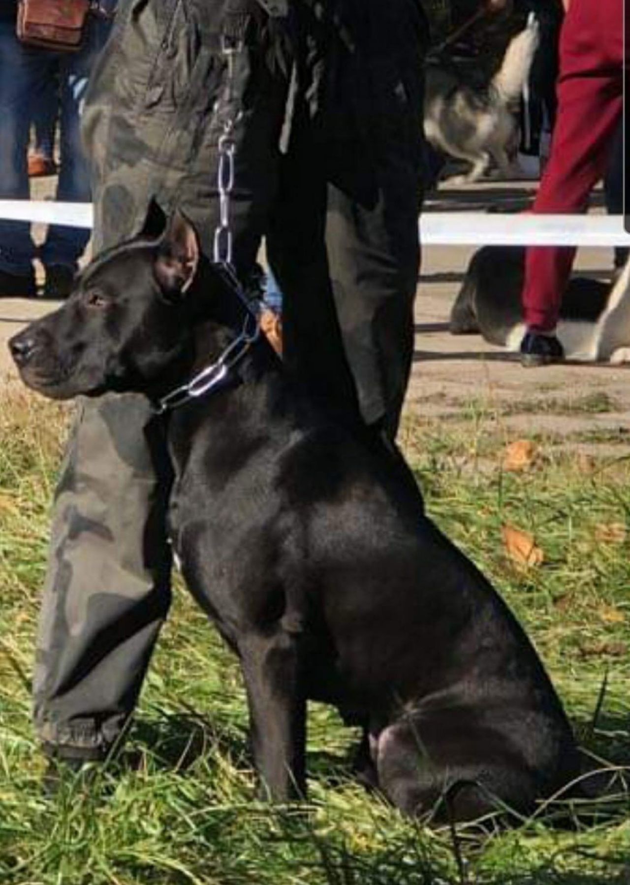 Photo of the dog