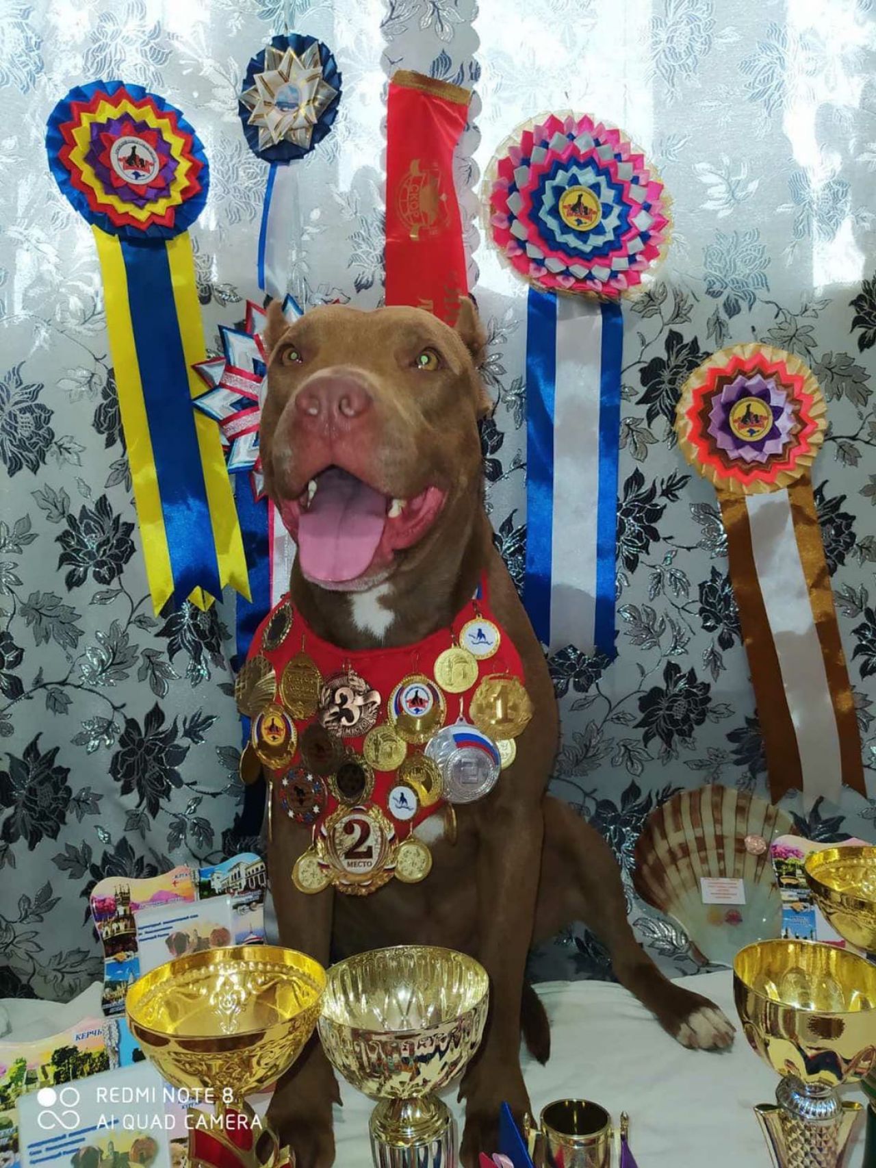 Photo of the dog