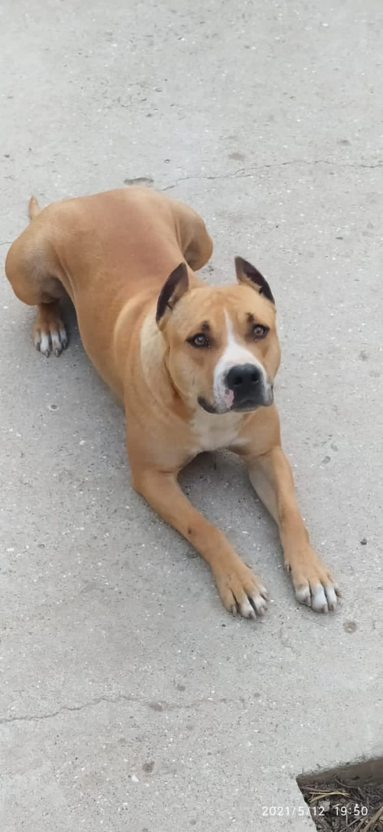 Photo of the dog