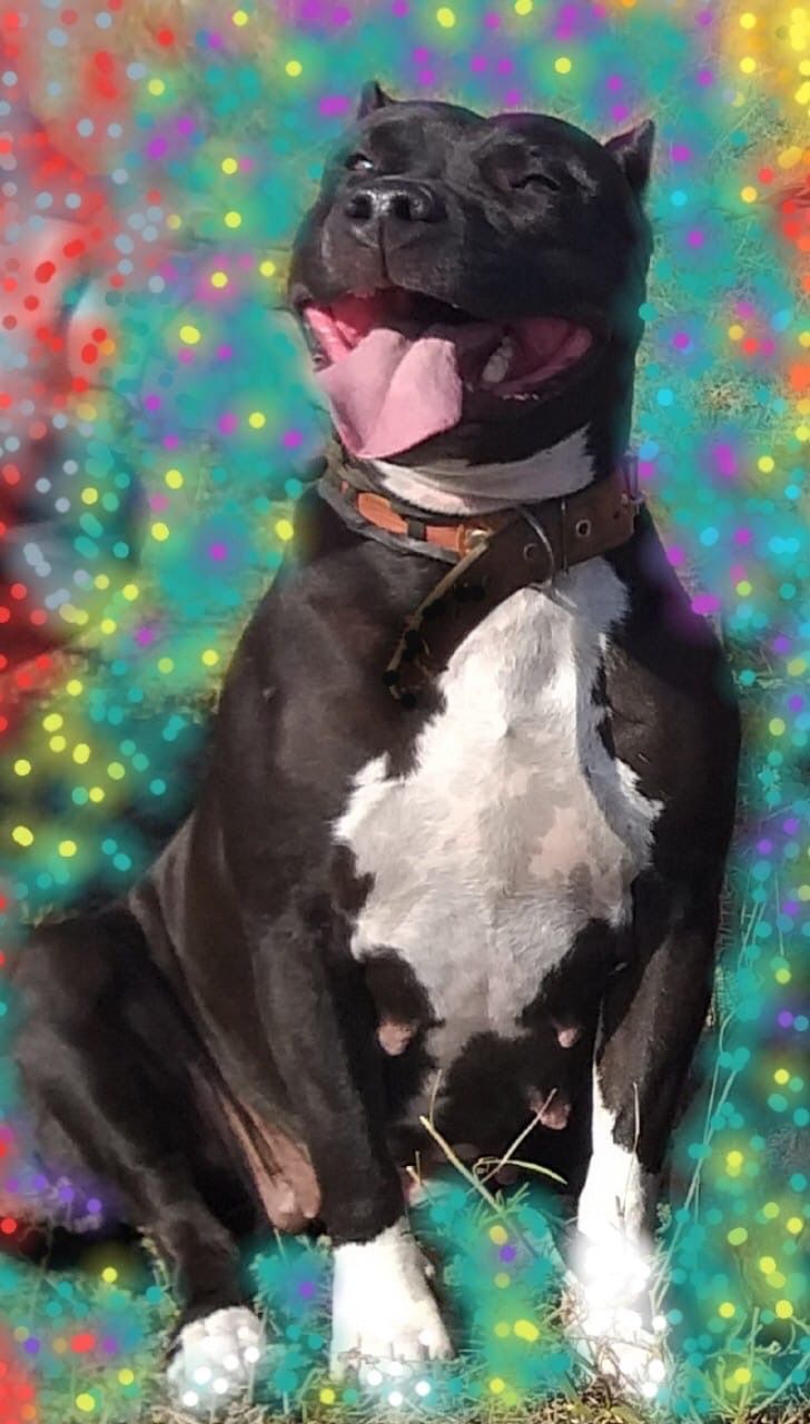 Photo of the dog