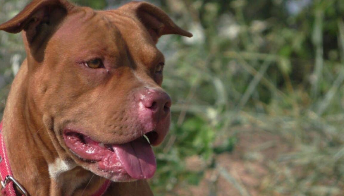 Photo of the dog
