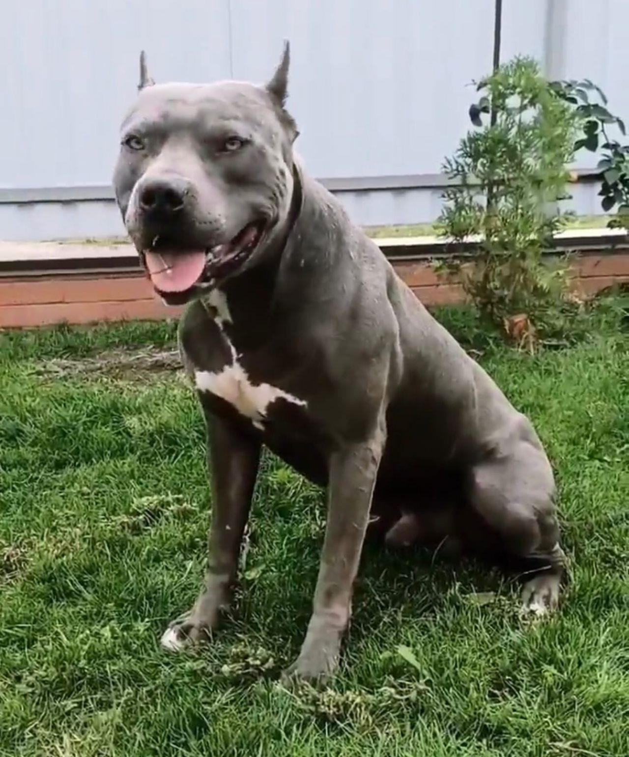 Photo of the dog
