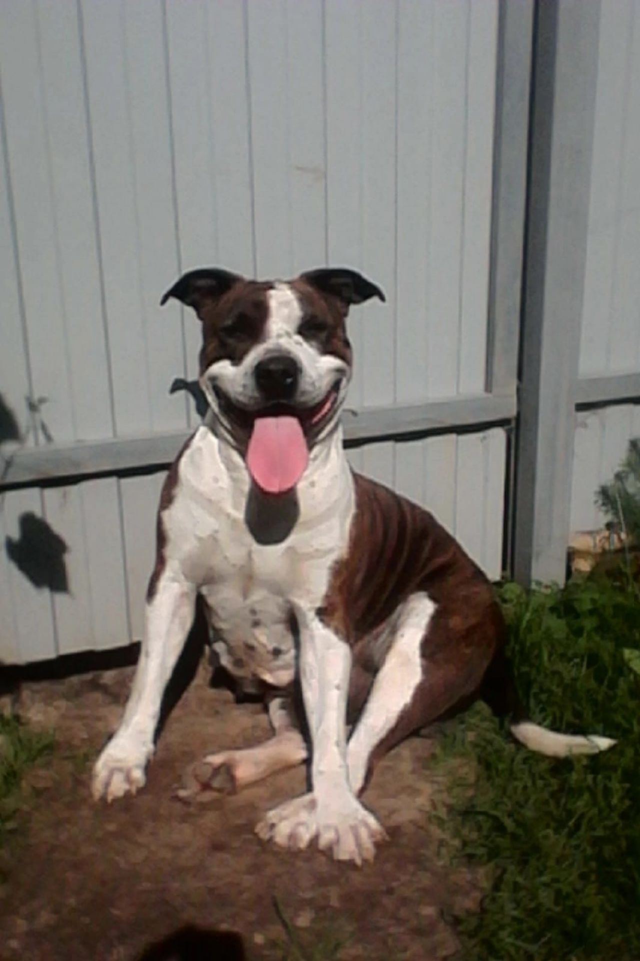 Photo of the dog