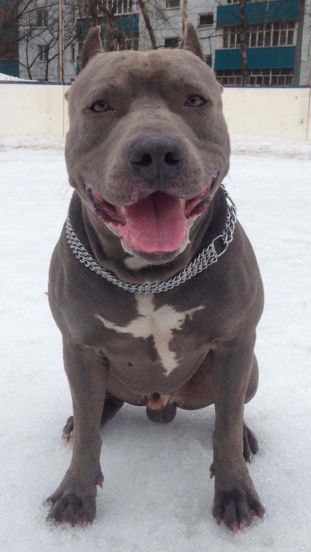 Photo of the dog