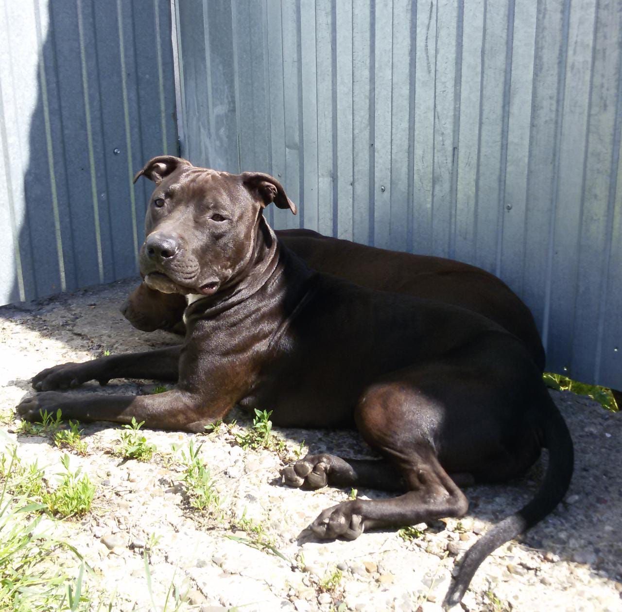 Photo of the dog