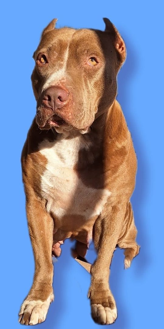 Photo of the dog
