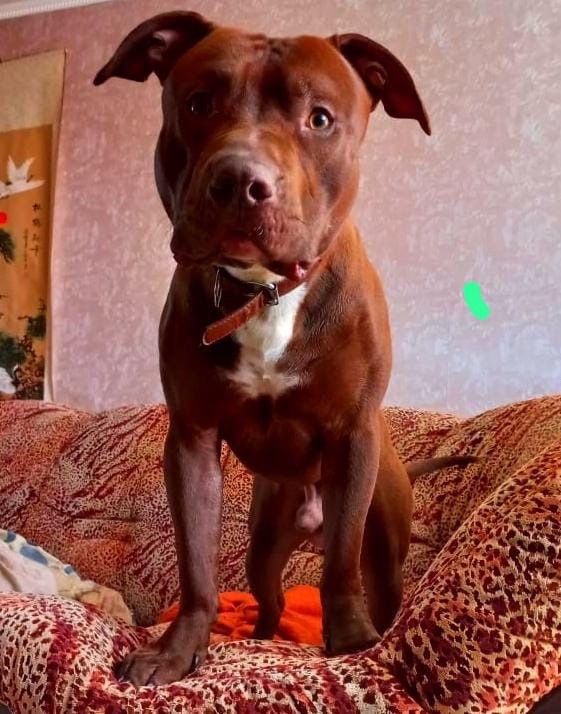 Photo of the dog