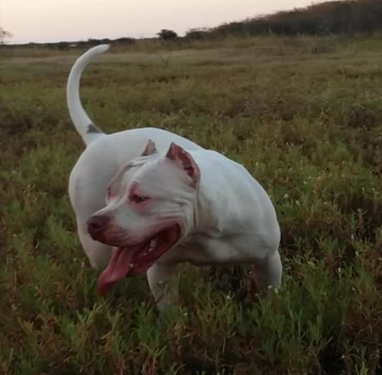 Photo of the dog
