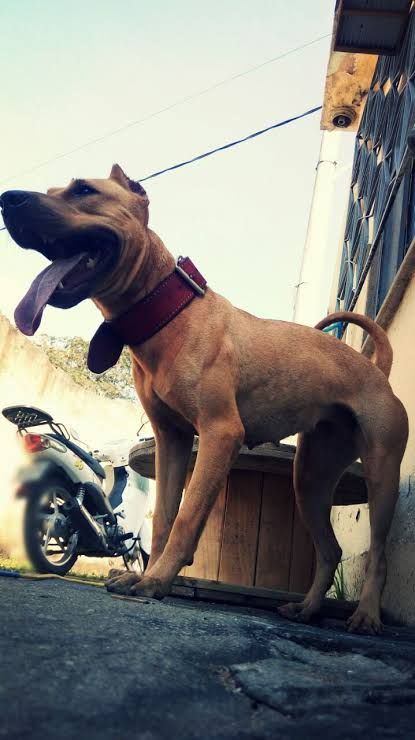 Photo of the dog