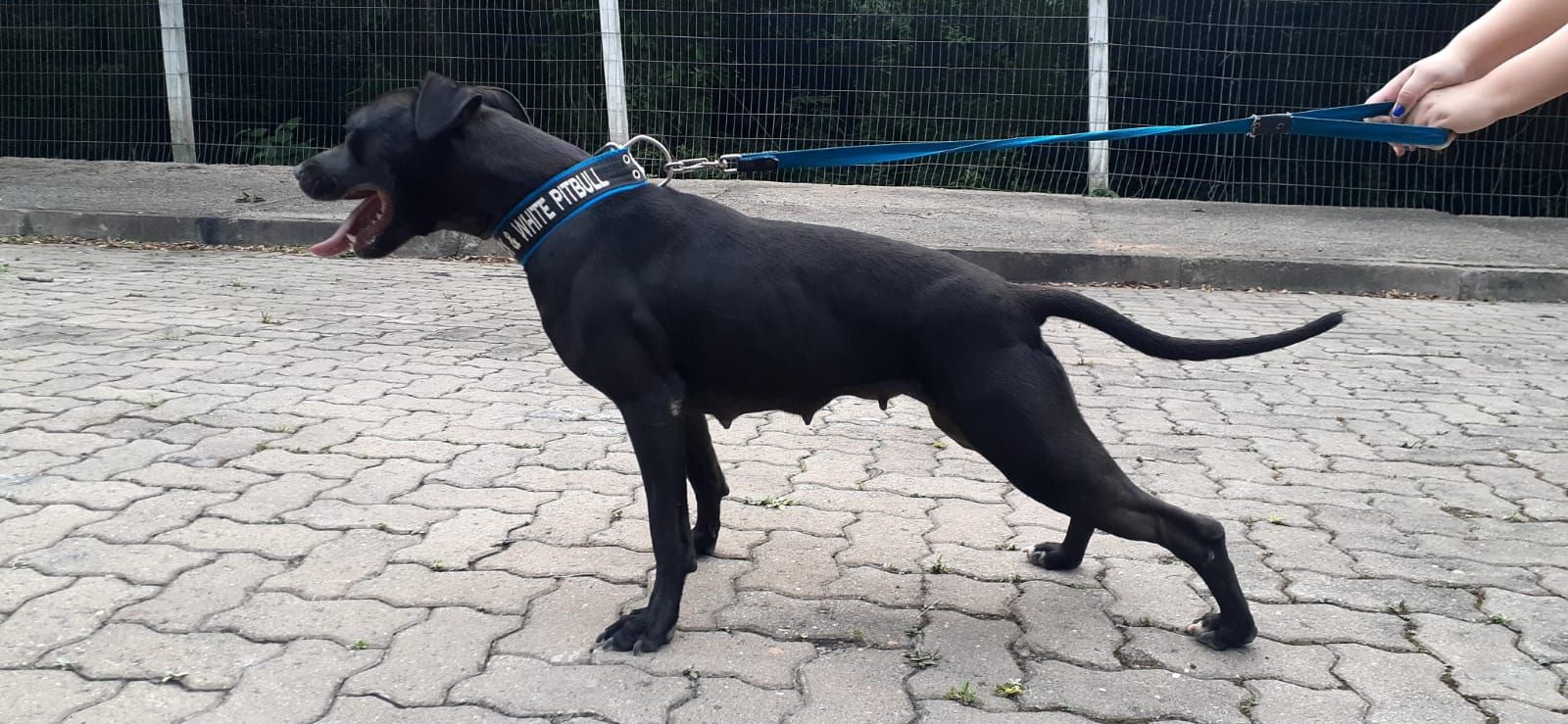 Photo of the dog
