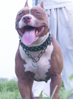 Photo of the dog