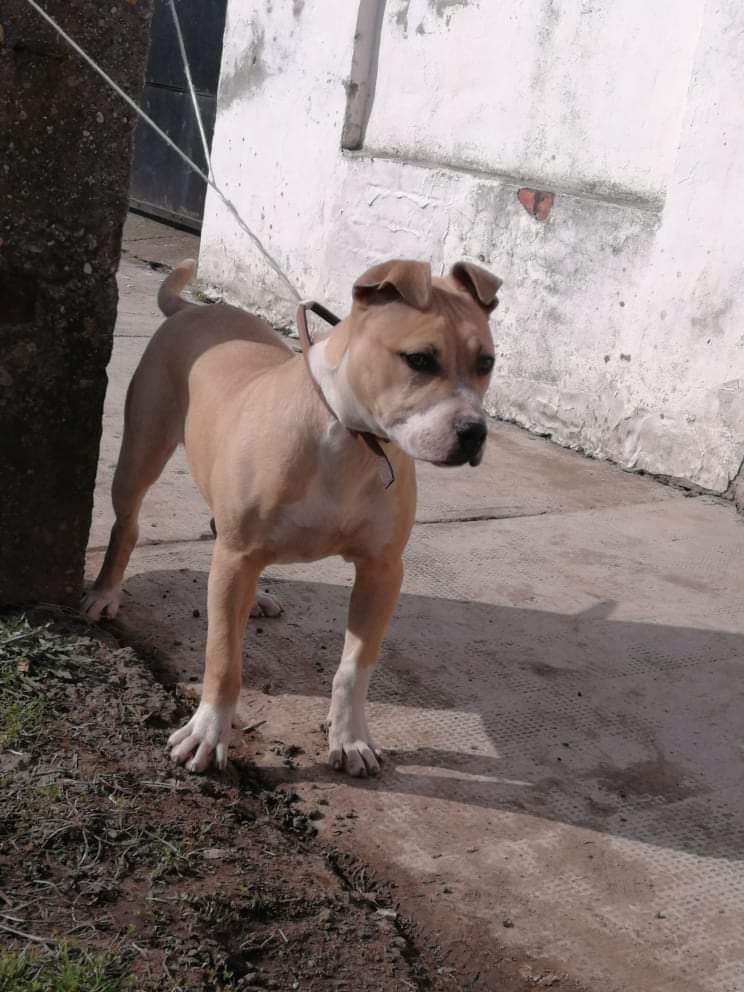 Photo of the dog