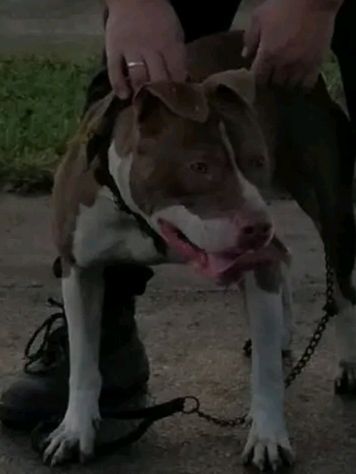 Photo of the dog