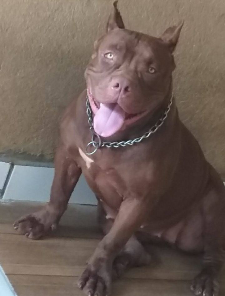Photo of the dog