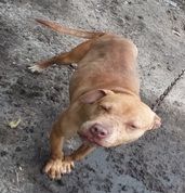 Photo of the dog