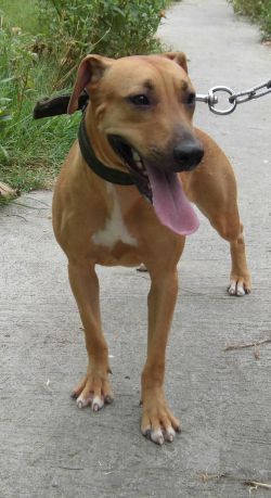 Photo of the dog
