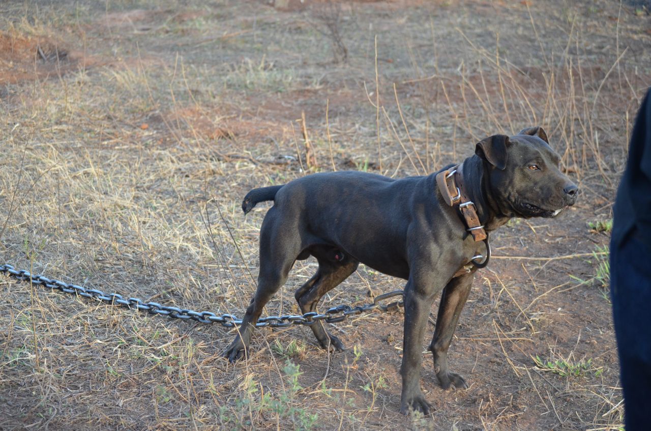 Photo of the dog