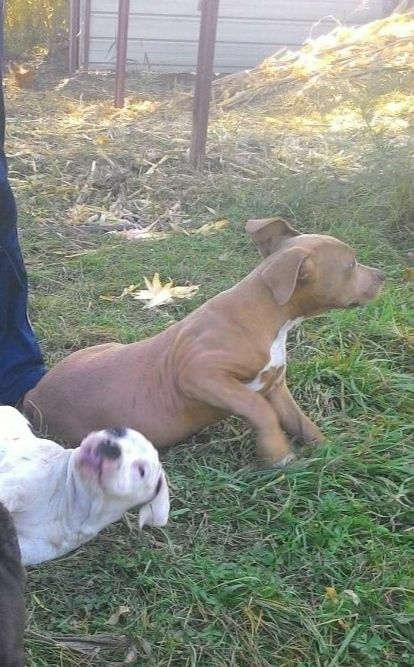 Photo of the dog