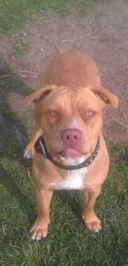 Photo of the dog