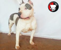 Photo of the dog