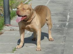 Photo of the dog