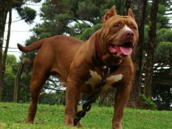 Photo of the dog
