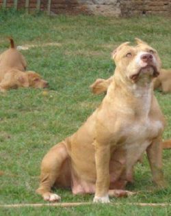 Photo of the dog