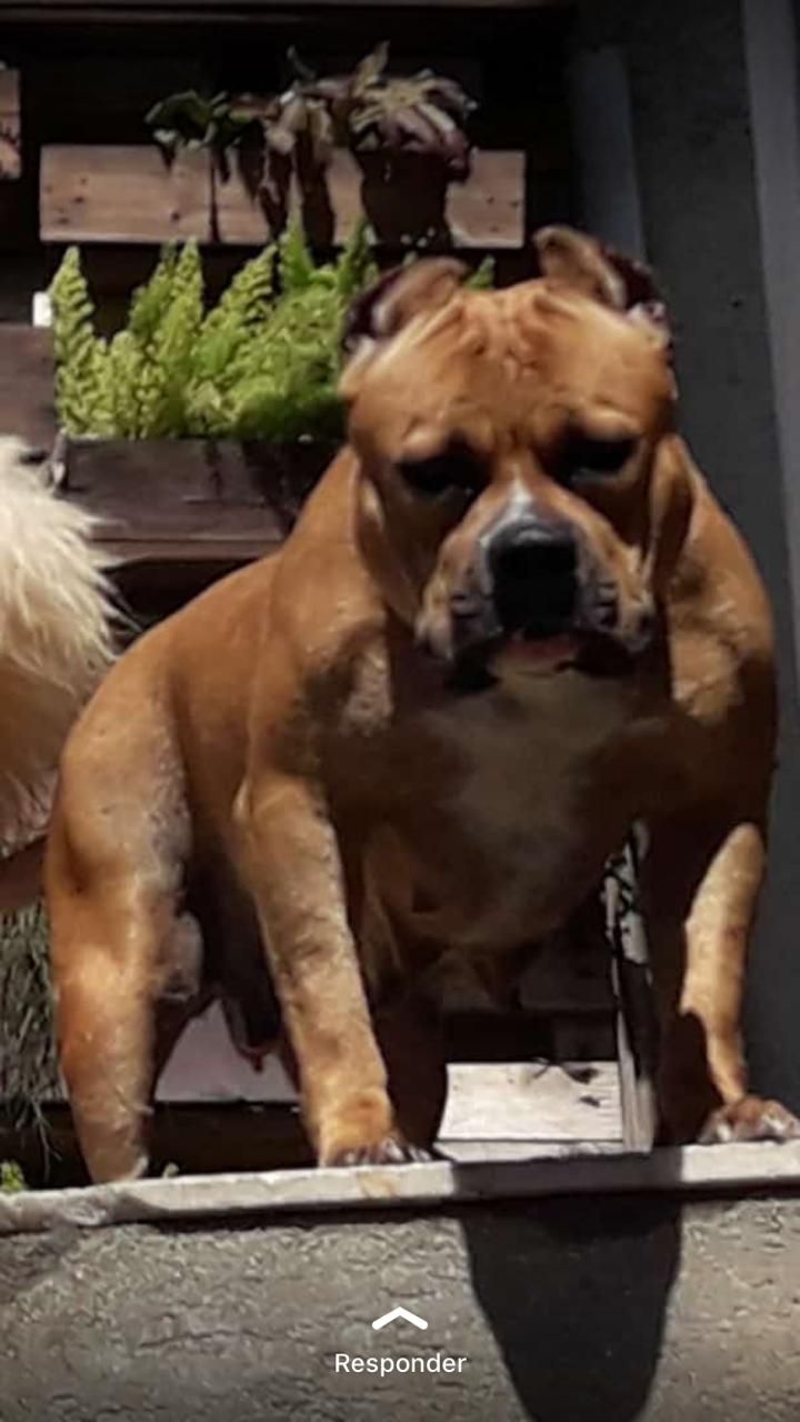Photo of the dog