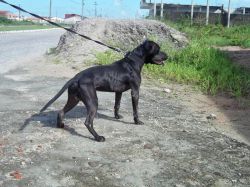 Photo of the dog
