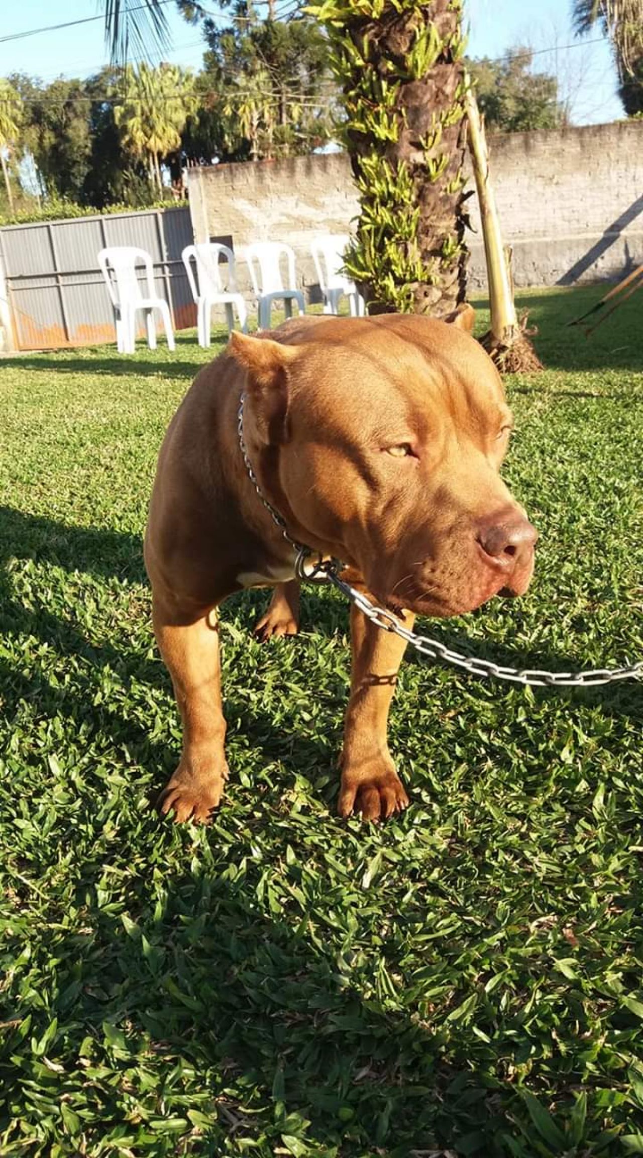 Photo of the dog