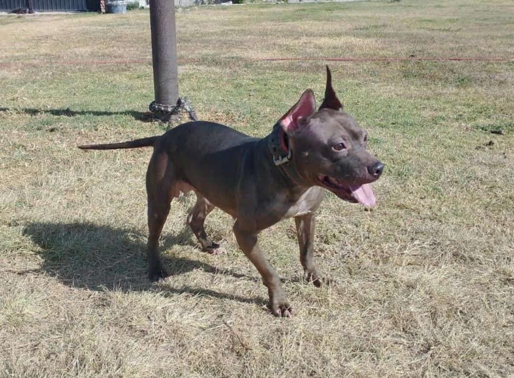 Photo of the dog