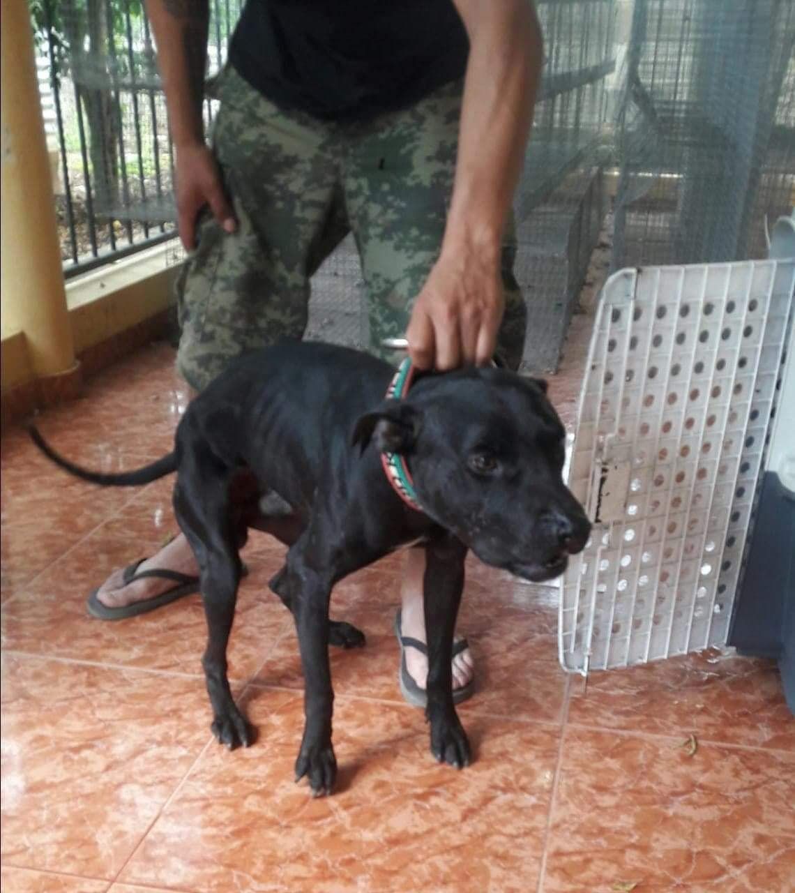 Photo of the dog