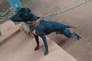 Photo of the dog