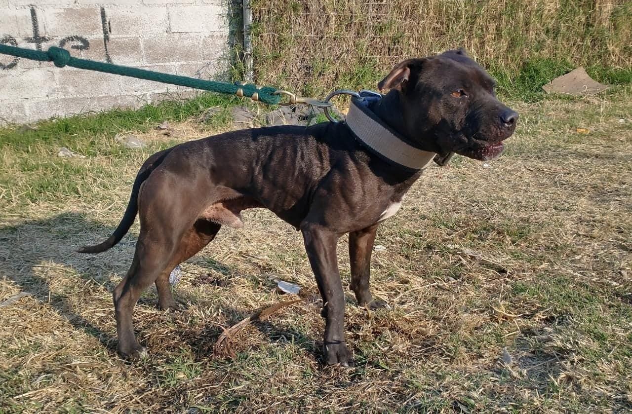 Photo of the dog