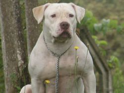 Photo of the dog