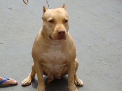 Photo of the dog