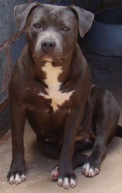 Photo of the dog