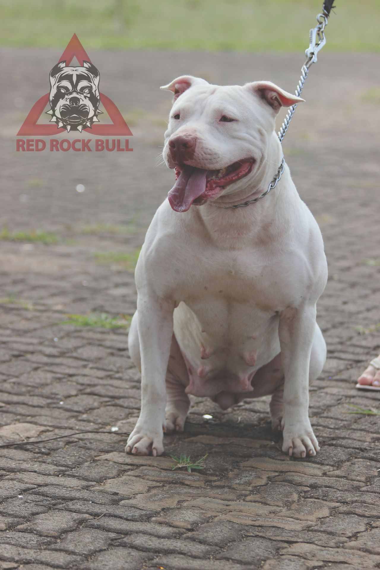 Photo of the dog