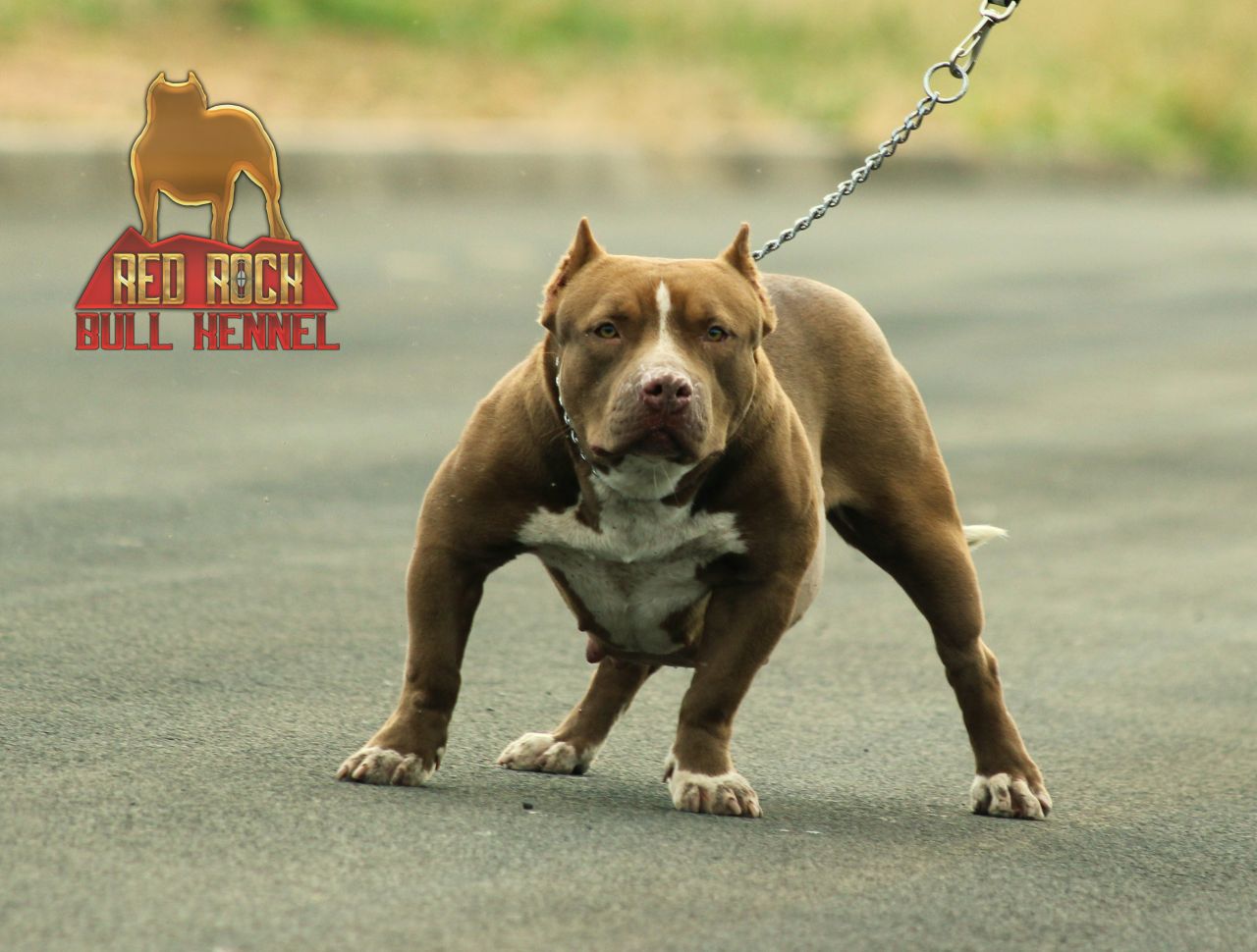 Photo of the dog