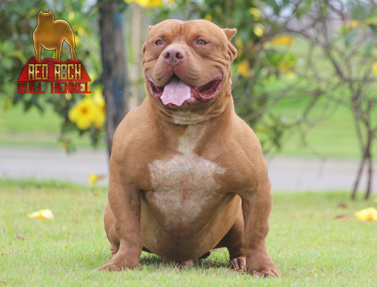 Photo of the dog