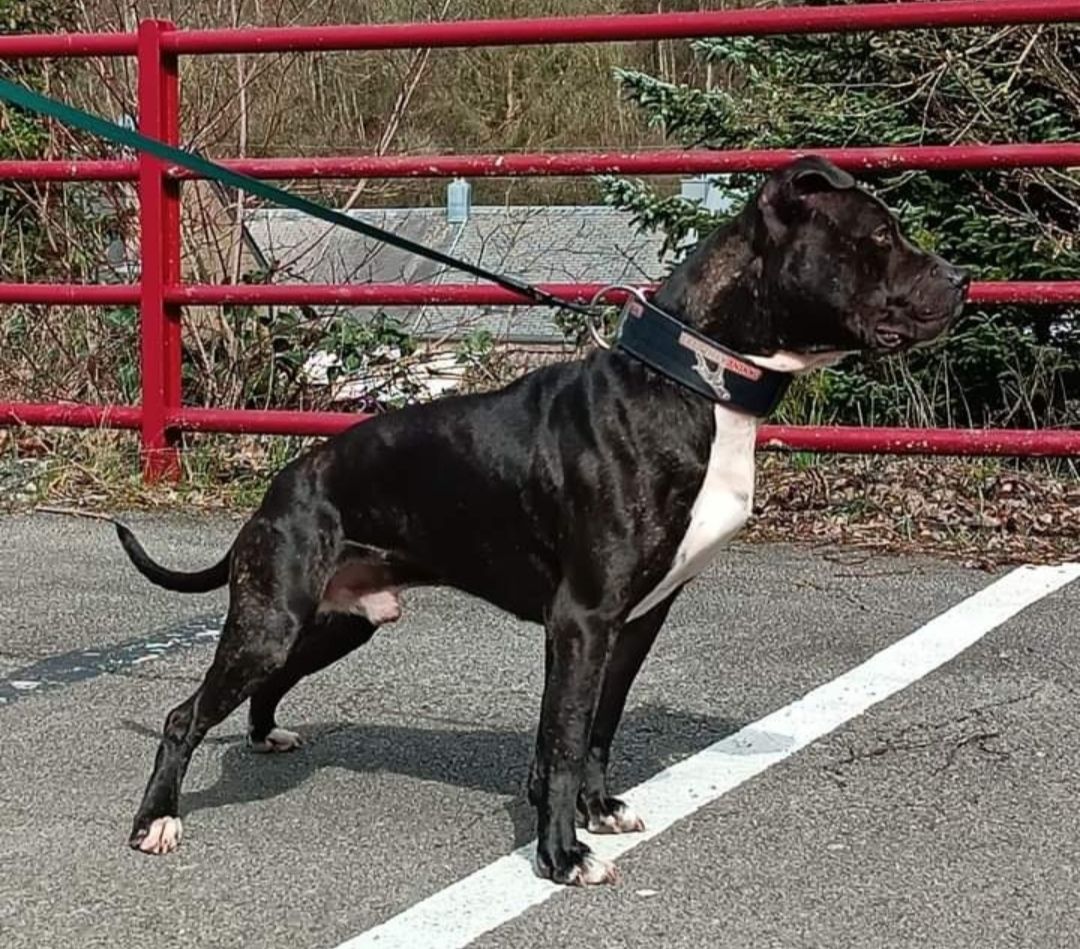 Photo of the dog