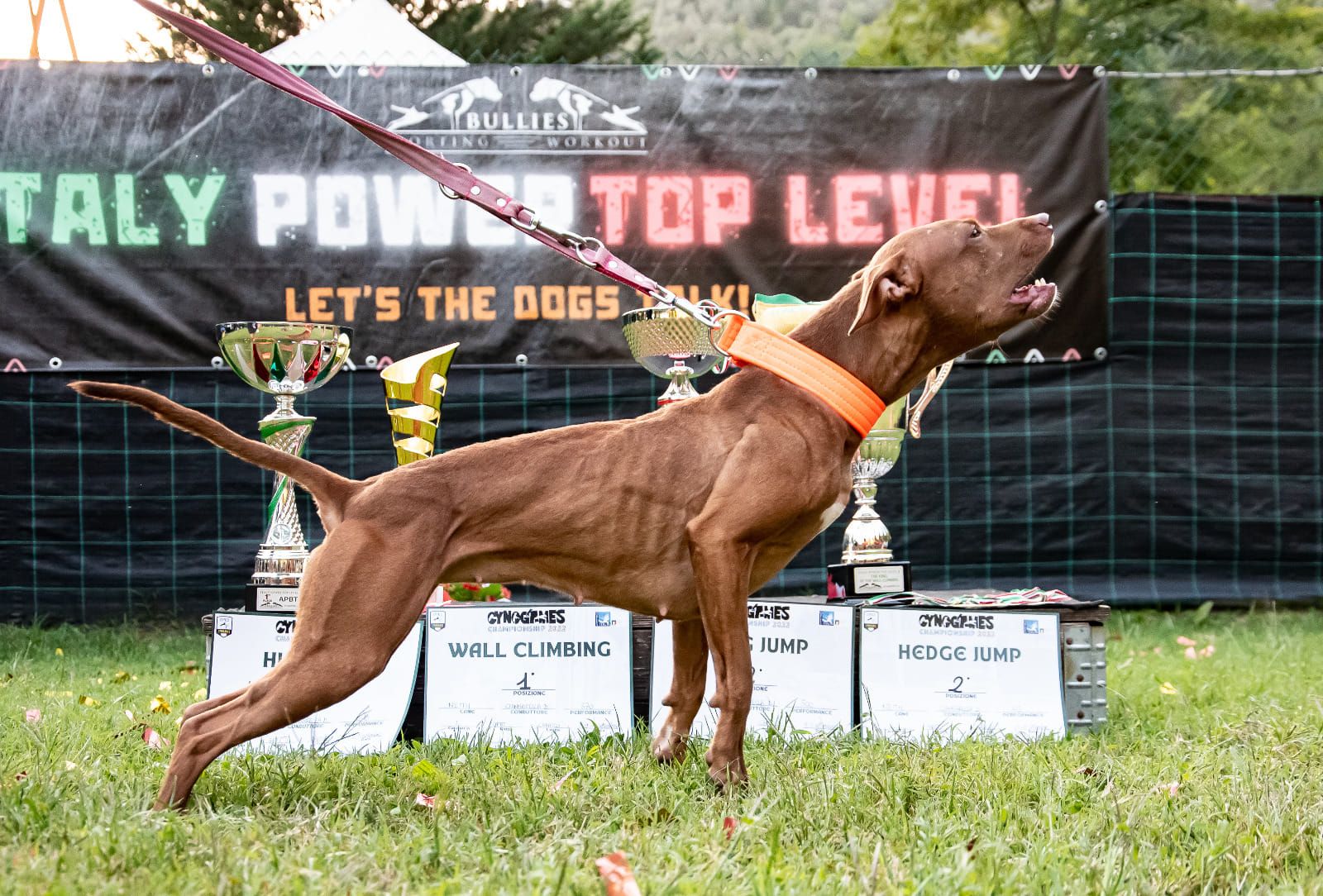 Photo of the dog